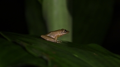 Chalcorana chalconota