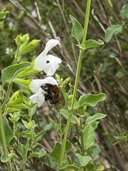 Anthophora pilifrons