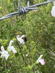 Anthophora pilifrons