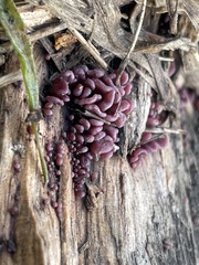 Ascocoryne sarcoides