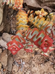 Crassula rupestris