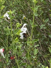 Anthophora pilifrons