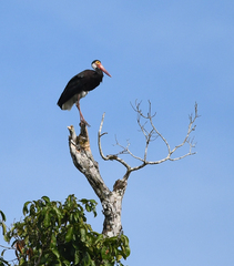 Ciconia stormi