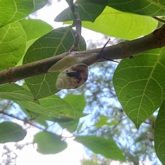 Amphidromus perversus