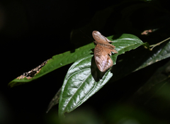 Limenitidinae
