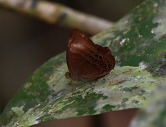 Abisara geza