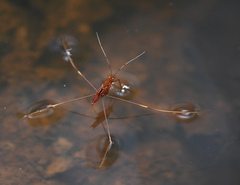 Limnometra