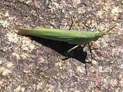 Atractomorpha sinensis