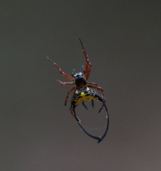 Gasteracanthinae