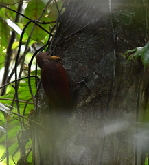 Blythipicus rubiginosus