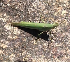 Atractomorpha sinensis