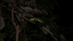 Bronchocela jubata