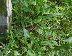 Eutropis
