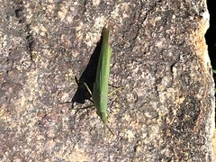 Atractomorpha sinensis