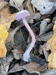 Laccaria amethystina