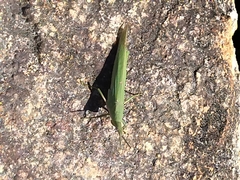 Atractomorpha sinensis