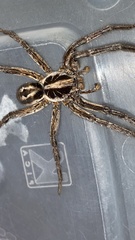 Lycosa erythrognatha