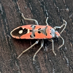 Lygaeus equestris