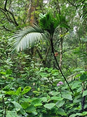 Pinanga