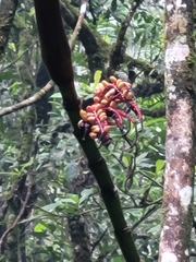 Pinanga