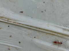 Gelis melanocephalus