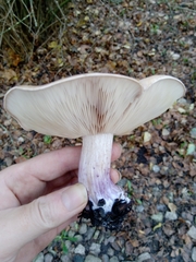 Lepista personata