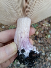 Lepista personata