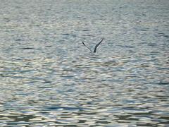 Leucophaeus atricilla