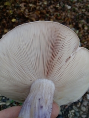 Lepista personata