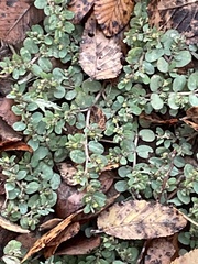 Euphorbia serpens