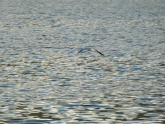 Leucophaeus atricilla