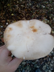 Lepista personata
