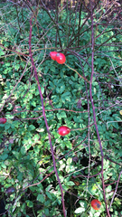 Rosa gymnocarpa