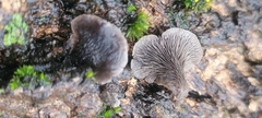Resupinatus alboniger