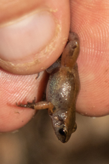 Arthroleptis xenodactyloides