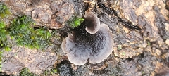 Resupinatus alboniger