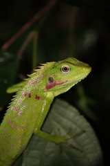 Bronchocela jubata