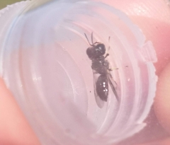 Entomognathus brevis