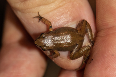 Arthroleptis xenodactyloides