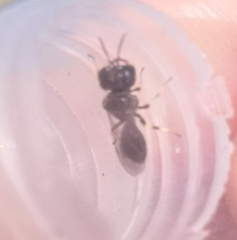 Entomognathus brevis