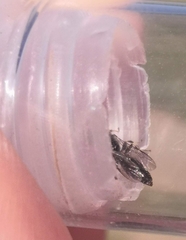 Entomognathus brevis