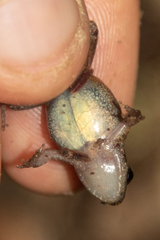 Arthroleptis xenodactyloides