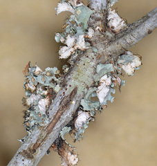 Parmotrema perforatum