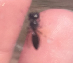 Entomognathus brevis