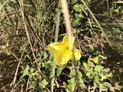 Oenothera drummondii