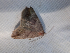 Blasticorhinus unduligera