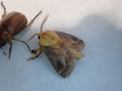 Narosoideus flavidorsalis