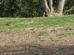 Coccopygia melanotis