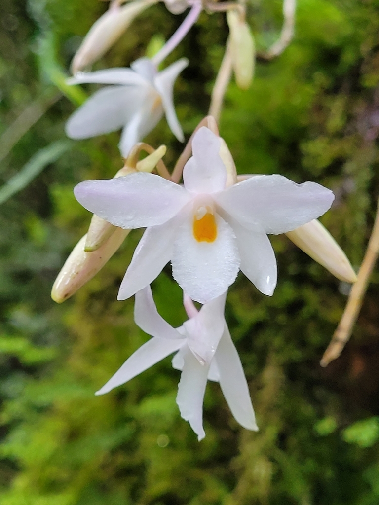Dendrobium montanum J.J.Sm.