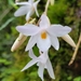Dendrobium montanum - Photo (c) John P, osa oikeuksista pidätetään (CC BY-NC), lähettänyt John P